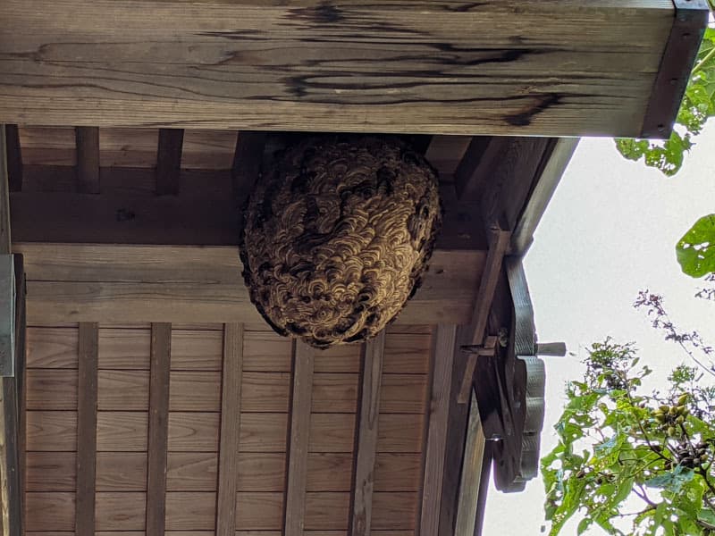 スズメバチ駆除